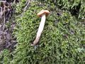 Hygrophorus leporinus